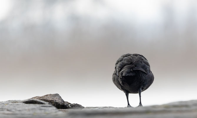 Blässhuhn, momente-der-schoefpung.ch