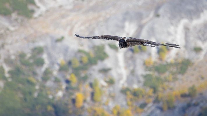 Bartgeier, momente-der-schoepfung.ch