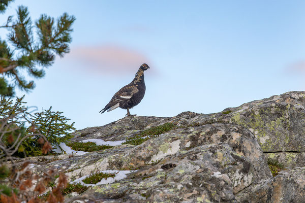Birkhahn, momente-der-schoepfung.ch
