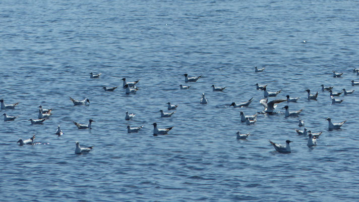 Qui peut me dire le nom de ces oiseaux ?