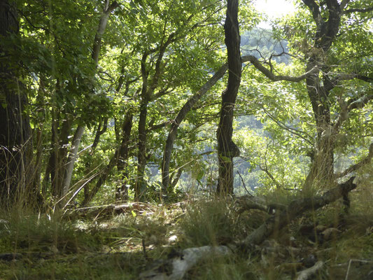 Fischerhof Wanderreiten, Wällertour, Tour durch den Westerwald, Wanderreitpferd, Wanderreiten in Deutschland und Europa