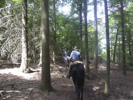 Fischerhof Wanderreiten, Wällertour, Tour durch den Westerwald, Wanderreitpferd, Wanderreiten in Deutschland und Europa