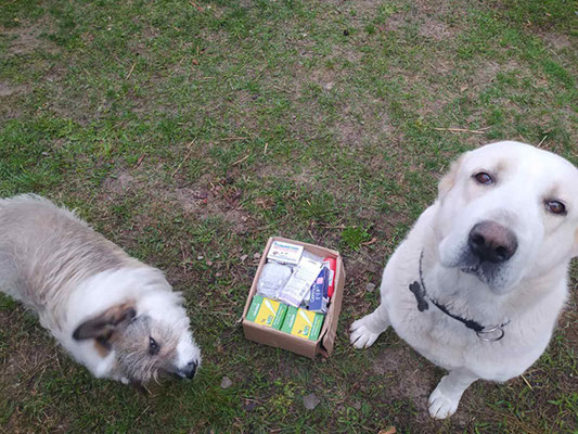 Ukraine, help, white dogs, Japanese Spitz Simba, helps, dog volunteer, Chernigiv