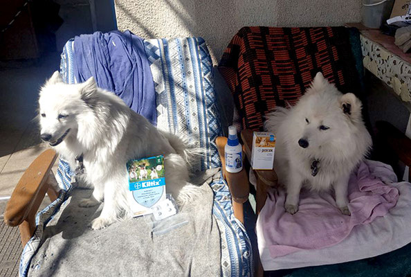 Ukraine, help, white dogs, Japanese Spitz Simba, helps, dog volunteer, Kyiv