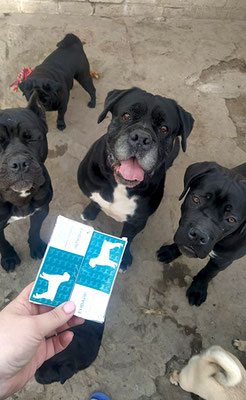 Ukraine, help, white dogs, Japanese Spitz Simba, helps, dog volunteer