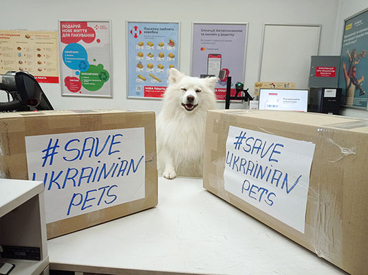 Japanese Spitz Simba, dog, volunteer, Ukraine, sending, delivery service, helps, Nova Poshta, animals, pets, white dogs