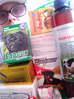 Ukraine, help, white dogs, Japanese Spitz Simba, helps, dog volunteer, Zhytomyr