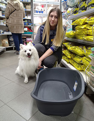 Japanese Spitz Simba, dog, volunteer, Ukraine, shopping, helps, store, animals, pets, white dogs