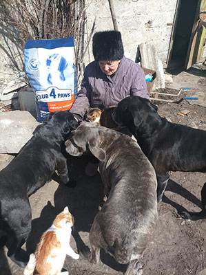 Ukraine, help, white dogs, Japanese Spitz Simba, helps, dog volunteer, Lozovaya, Lozova