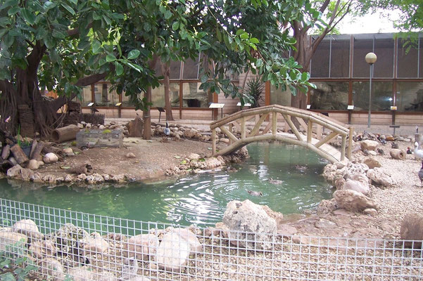 Aves: Emúes y diversas aves acuáticas. 