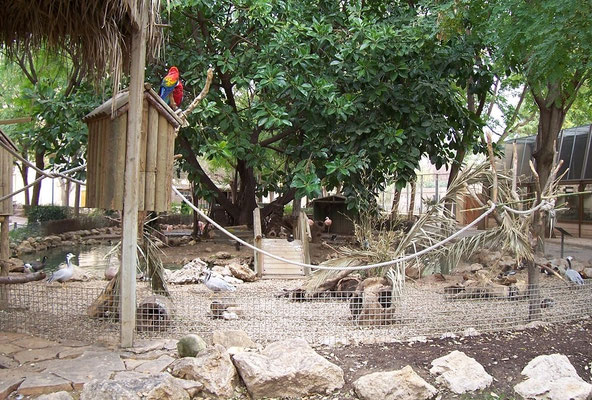Aves: Emúes y diversas aves acuáticas. 