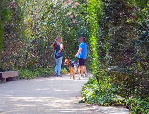 En el Parque de la Rambleta está prohibido entrar con perros, pero no hacen caso ya que no tienen miedo a la P.L..