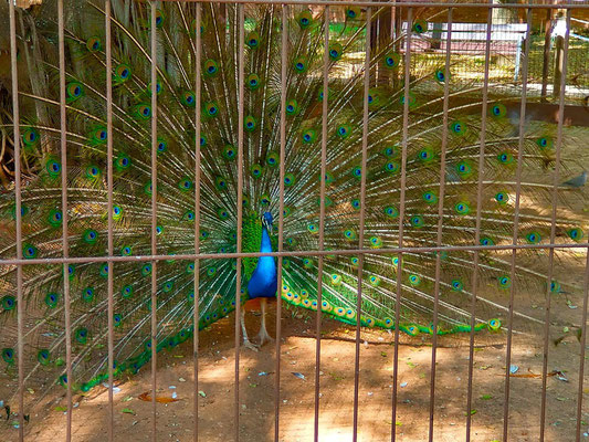 Un hermoso  Pavo Real  en época de celo, por eso hace gala de todo su encanto para conseguir pareja.