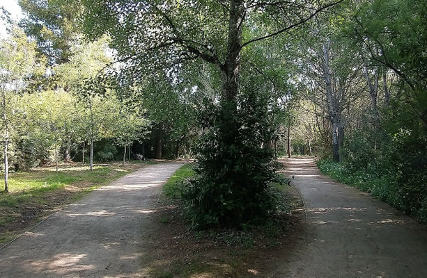 Dos senderos por donde elegir pasear  y cada uno nos conduce  a un sitio diferente.