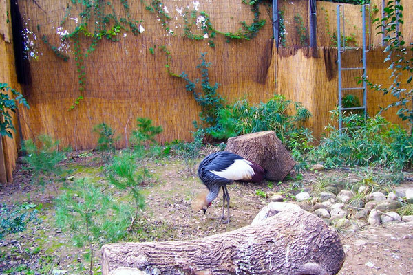 Grulla en el antiguo zoológico de Valencia. 
