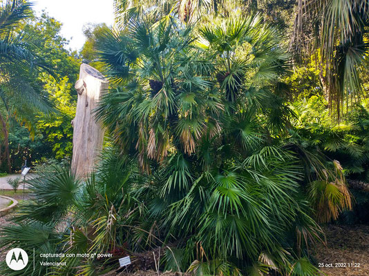 Arboreto en el Jardín Botánico: Colección de árboles, incluyendo algunos centenarios. 