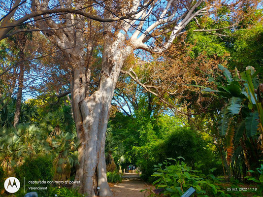 La arboleda del Jardín Botánico de Valencia está organizada en paseos con nombres dedicados a diferentes árboles, como la palmera, el algarrobo, el olivo, el almez, el roble, el fresno, el olmo, la carrasca, el chopo, el pino y el Sauce.