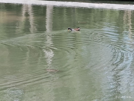 Esta es una una de la muchas aves que visitan este parque.