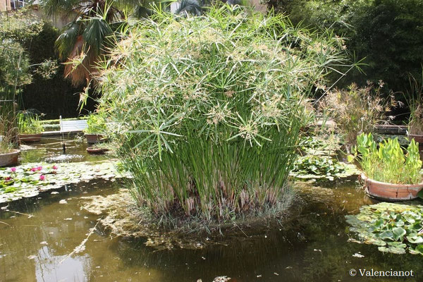 Áreas al aire libre: Palmeras, plantas de humedal, plantas de zonas áridas, etc. tambien cuenta con estanques de plantas acuáticas. 