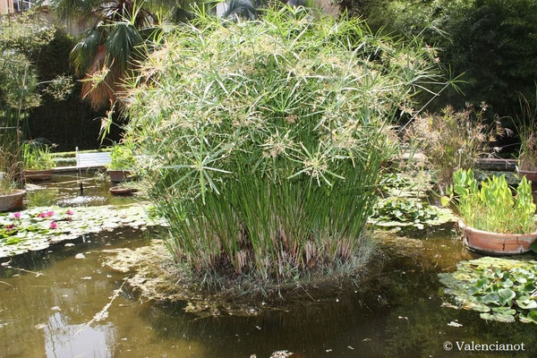 Áreas al aire libre: Palmeras, plantas de humedal, plantas de zonas áridas, etc. también cuenta con estanques de plantas acuáticas. 