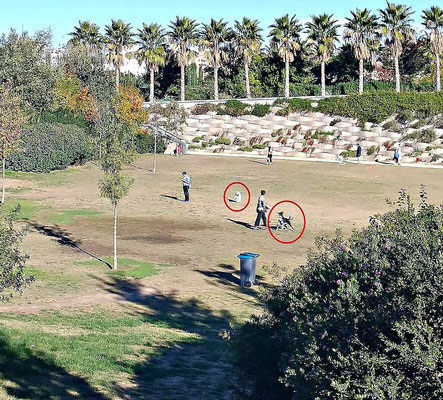  Prohibido perros ya que es una zona para niños que suelen jugar a la pelota. Pues ahí están los perros sueltos.