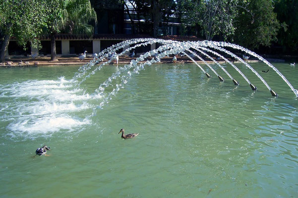 En Viveros, hay varias clases de patos y entre ellos el Pato Colorado (Anas cyanoptera): Una especie con plumaje más oscuro que el ánade real. 
