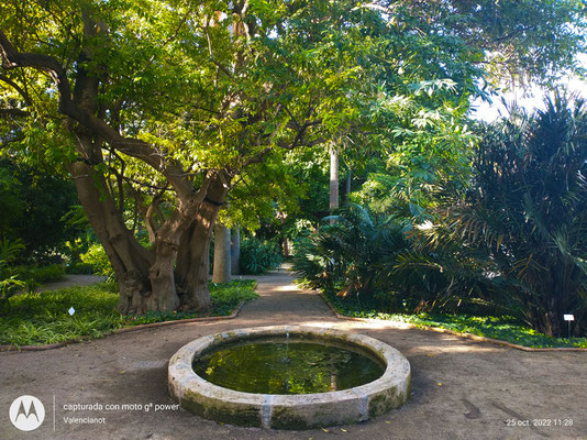 Arboreto: Es una colección de árboles de diferentes zonas del planeta en el Jardín Botánico, incluyendo algunos centenarios. 