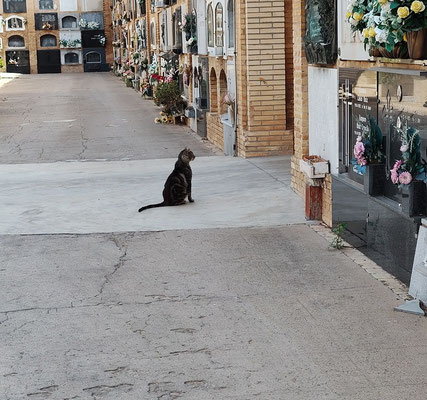 Cuando llega la comida, salen gatos por todos los lados  Todos los días esperan con paciencia a que les traigan de comer.