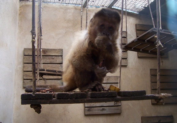 Tití es el nombre vulgar de diferentes especies de primates americanos.