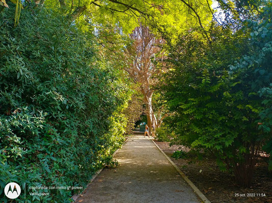 La arboleda del jardín Botánico está organizada en paseos con nombres dedicados a diferentes árboles, como la palmera, el algarrobo, el olivo, el almez, el roble, el fresno, el olmo, la carrasca, el chopo, el pino y el Sauce.