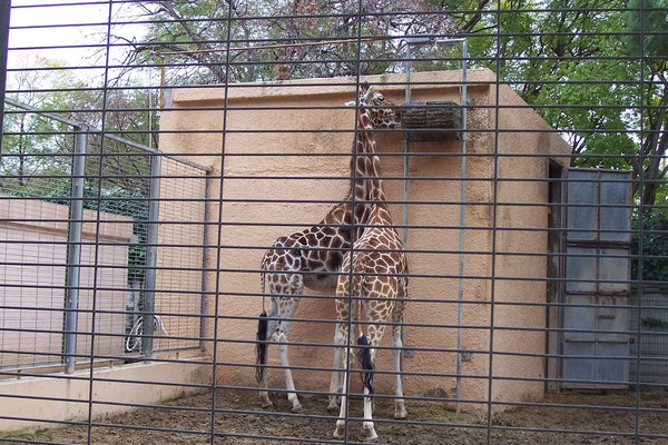 Jirafa africana.