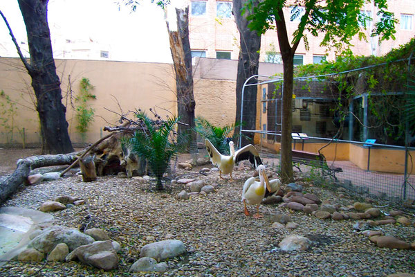 Pelicanos en el antiguo  zoológico de Viveros, cerrado en 2007.