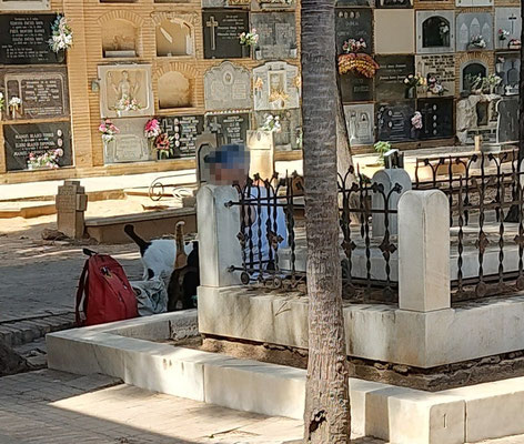 Una señora les da Jamón York, así que no se podrán quejar los felinos del cementerio general de Valencia dé sus benefactoras.