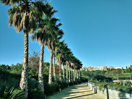 Paseo de la Palmeras