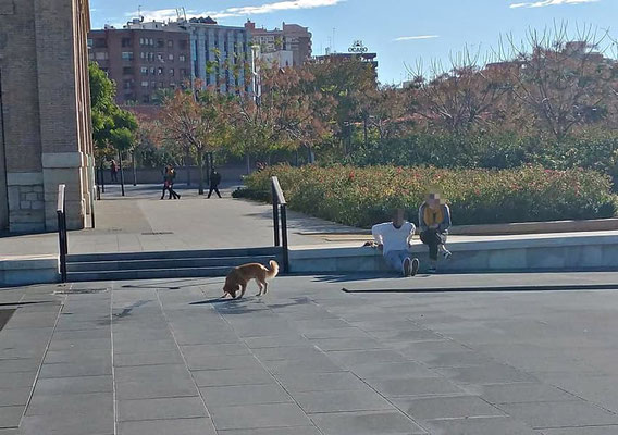 Los sueltan por cualquier sitio y en algunos casos son perros peligrosos.