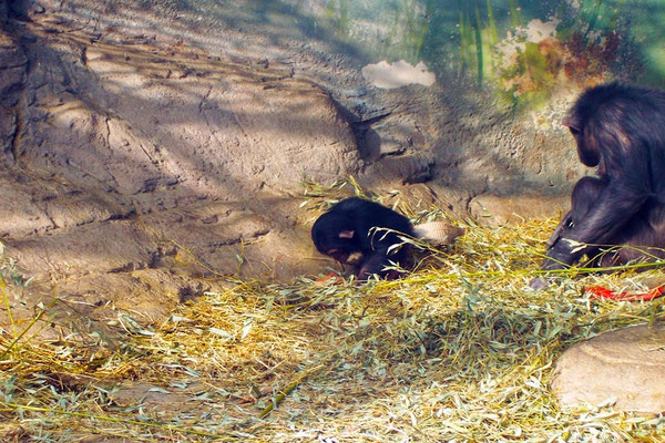 Primates: Chimpancés, orangutanes, mandriles y monos capuchinos.