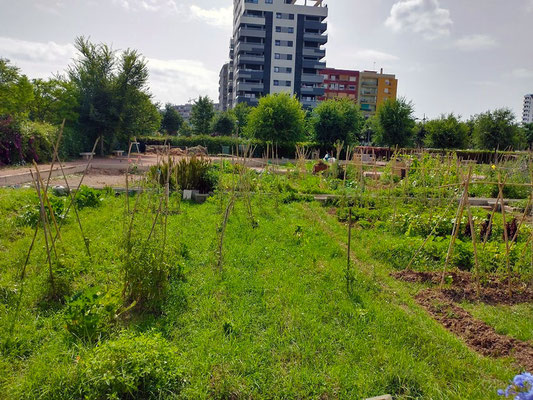 Biodiversidad y sostenibilidad: El diseño del parque busca fomentar la biodiversidad y minimizar el impacto ambiental, evitando el uso excesivo de agua y productos químicos .