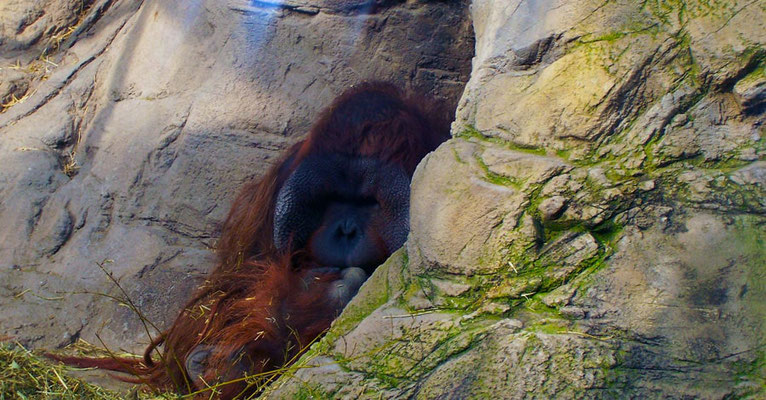 Orangután