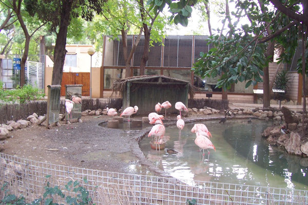 Los flamencos mayores son un género de aves neognatas de la familia.