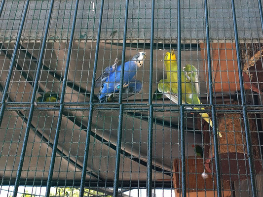 Es una estructura histórica de principios del siglo XX que alberga diversas especies de aves exóticas y coloridas. 