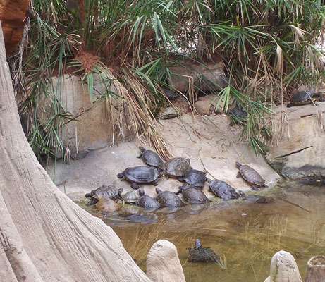 Tortugas.