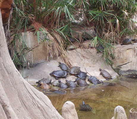Las tortugas de tierra son vegetarianas y su menú consta de hierbas silvestres, fruta y verdura. 