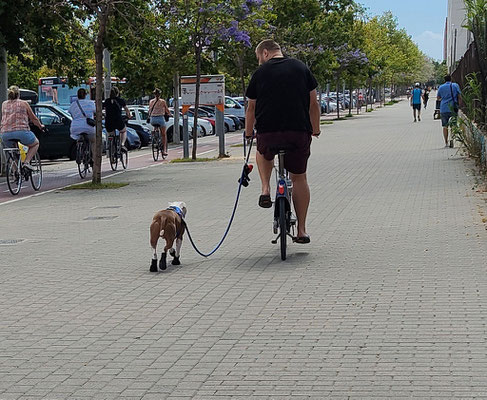 Este va por la Avinguda dels Tarongers  en Valencia capital.