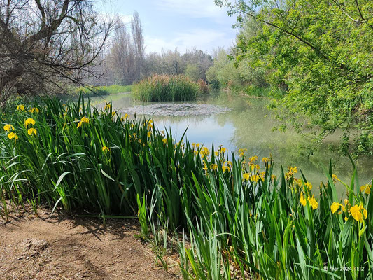 Una vista del lago preciosa con una flores muy llamativas.