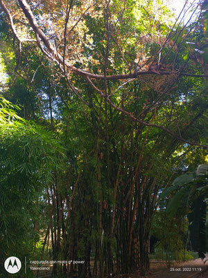 Arboreto: Colección de arboles incluyendo algunos centenarios en el Jardín Botánico de Valencia. 