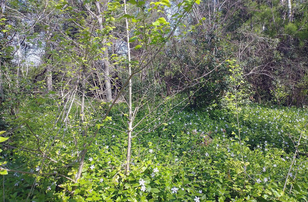 Lo más parecido a un bosque mediterráneo lo encontramos dentro de la urbe de una gran ciudad.