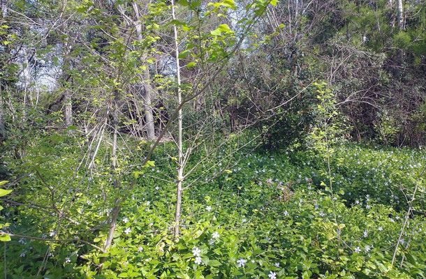 Lo más parecido a un bosque mediterráneo lo encontramos dentro de la urbe de una gran ciudad como es Valencia.