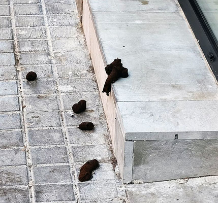 Otro ejemplo; cada ejemplo es en un barrio diferente, pero el comportamiento de los amos de los canes ha sido el mismo ¡GUARROS/AS!