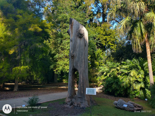 Arboreto en el Jardín Botánico de Valencia: Colección de árboles, incluyendo algunos centenarios. 