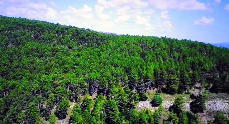 Parque Natural: Declarado Parque Natural en 2006, destaca por su gran biodiversidad, con bosques de pino negral y microrreservas de flora como el Barranc de la Pregunta.